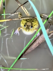 Platyplectrum ornatum