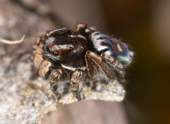 Maratus harrisi