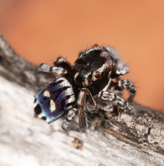 Maratus harrisi