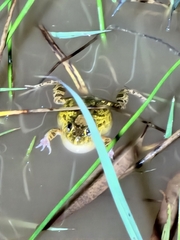 Platyplectrum ornatum