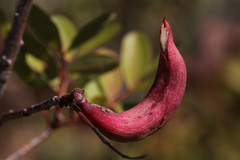 Baizongia pistaciae