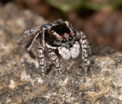 Maratus harrisi