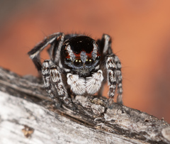 Maratus harrisi