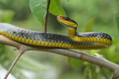 Chironius carinatus