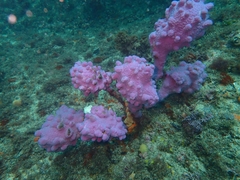 Halisarca australiensis