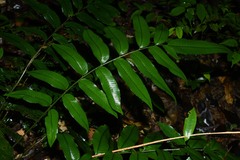Bolbitis serratifolia