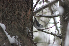 Sitta europaea asiatica