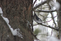 Sitta europaea asiatica