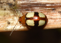 Monolepta cruciata