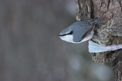 Sitta europaea asiatica