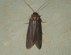 Ithone wilsoni