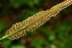 Bolbitis serratifolia