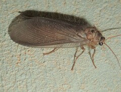 Ithone wilsoni