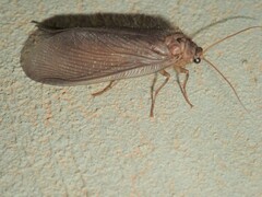 Ithone wilsoni