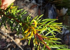 Persoonia acerosa