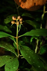 Carapichea ligularis