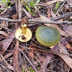Cortinarius austrovenetus