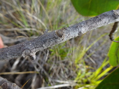 Phyllanthus montrouzieri
