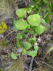 Phyllanthus montrouzieri