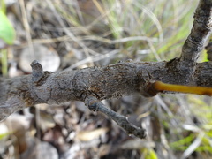 Phyllanthus montrouzieri