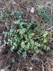 Sanguisorba minor balearica