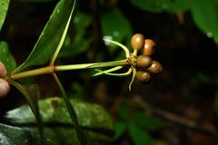 Carapichea ligularis