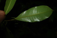 Carapichea ligularis