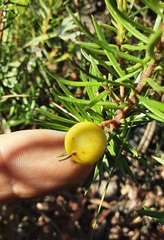 Persoonia acerosa