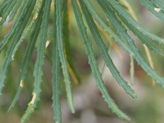 Banksia cunninghamii