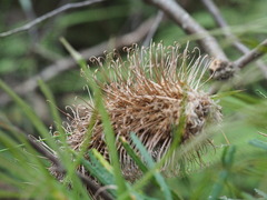 Banksia cunninghamii