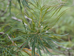 Banksia cunninghamii