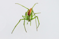 Tetragnatha viridis