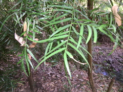 Podocarpus