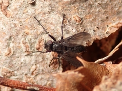 Melanophora