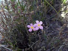 Chaenostoma subnudum