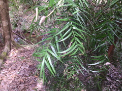 Podocarpus