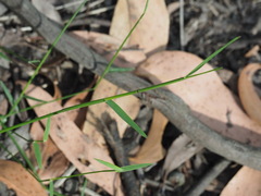 Tetrarrhena juncea