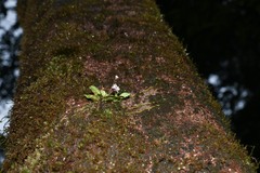 Cheiradenia cuspidata