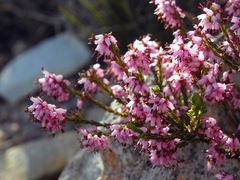 Erica simulans