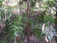 Podocarpus