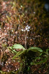 Cheiradenia cuspidata