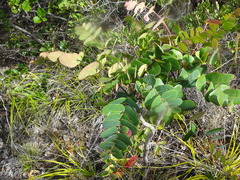 Dendrophyllanthus poumensis