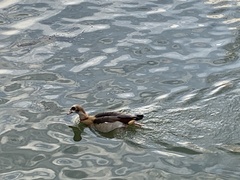 Alopochen aegyptiaca