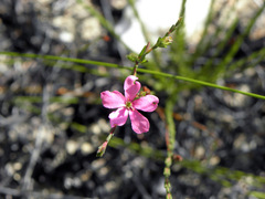 Acmadenia tetragona