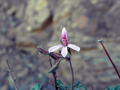Pelargonium