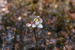 Cheiradenia cuspidata