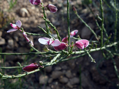 Polygala microlopha