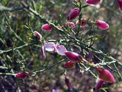Polygala microlopha