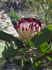 Protea lorifolia