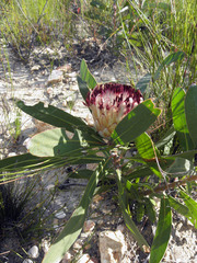 Protea lorifolia